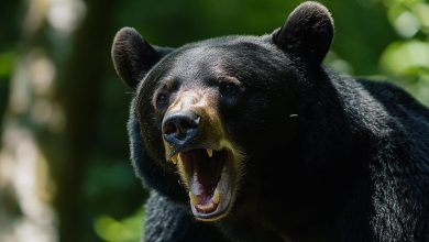 12-Year-Old Boy Shoots And Kills 200 Pound Bear, Saving Dad From Mauling