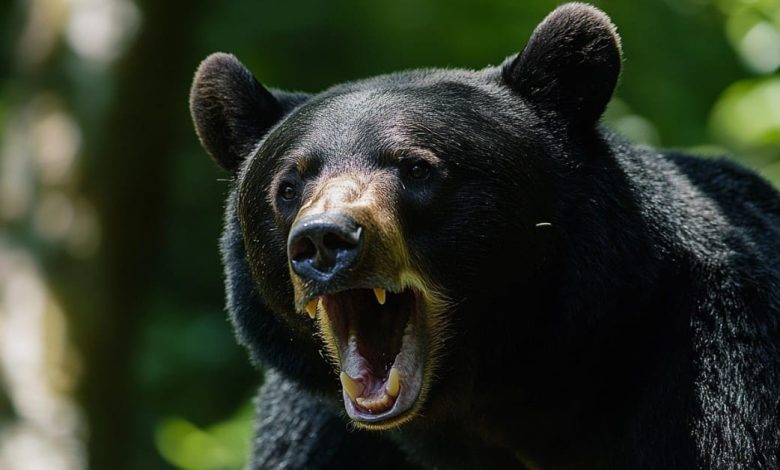 12-Year-Old Boy Shoots And Kills 200 Pound Bear, Saving Dad From Mauling