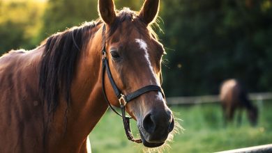 Missouri Homeowner Fatally Shoots Intruder Who Prayed to Horse, Attacked Dog, and Tried to Break In