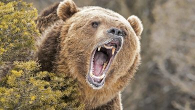 Hunter Attacked And Severely Bitten By Grizzly In Wyoming