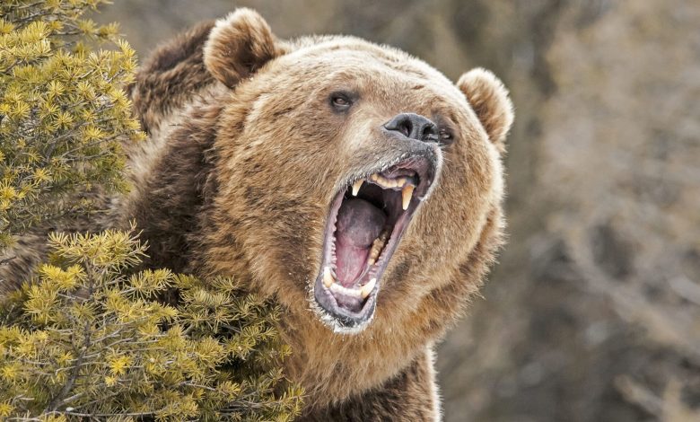 Hunter Attacked And Severely Bitten By Grizzly In Wyoming